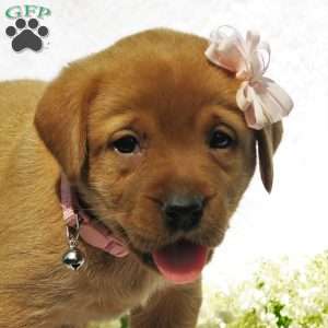 Meadow Brooke, Fox Red Labrador Retriever Puppy